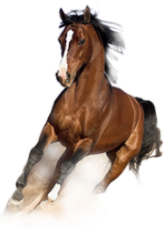 Логотип компании На коне
